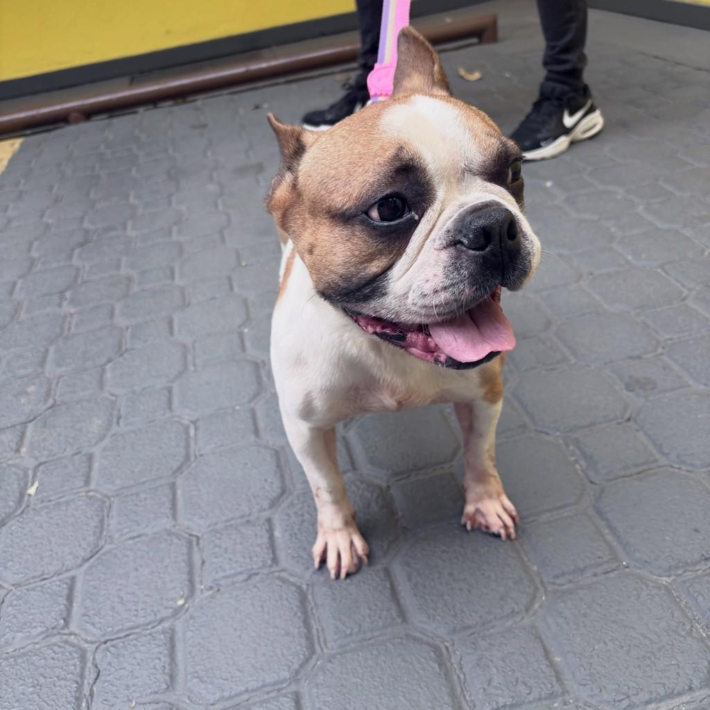 Dominic Toretto, cachorro de porte pequeno para adoção em Santo André - SP