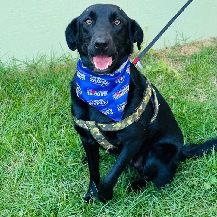 Pantera, cadela de porte médio para adoção em Santo André - SP