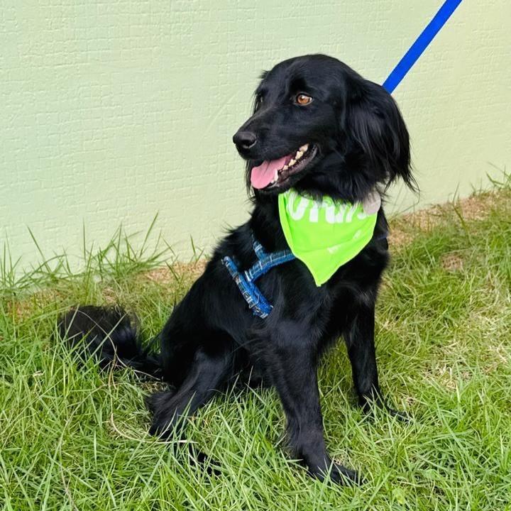 Vitor, cachorro de porte médio para adoção em Santo André - SP