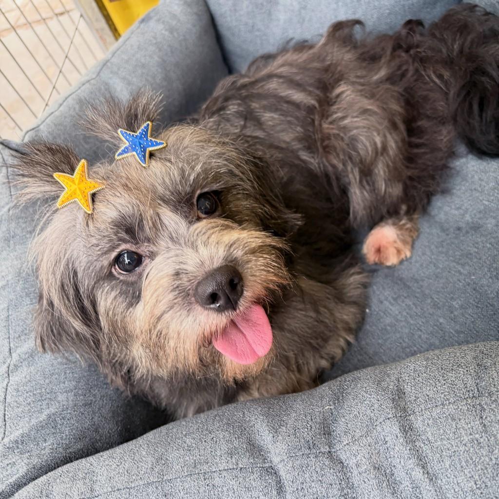Peppa, cadela de porte pequeno para adoção em Santo André - SP