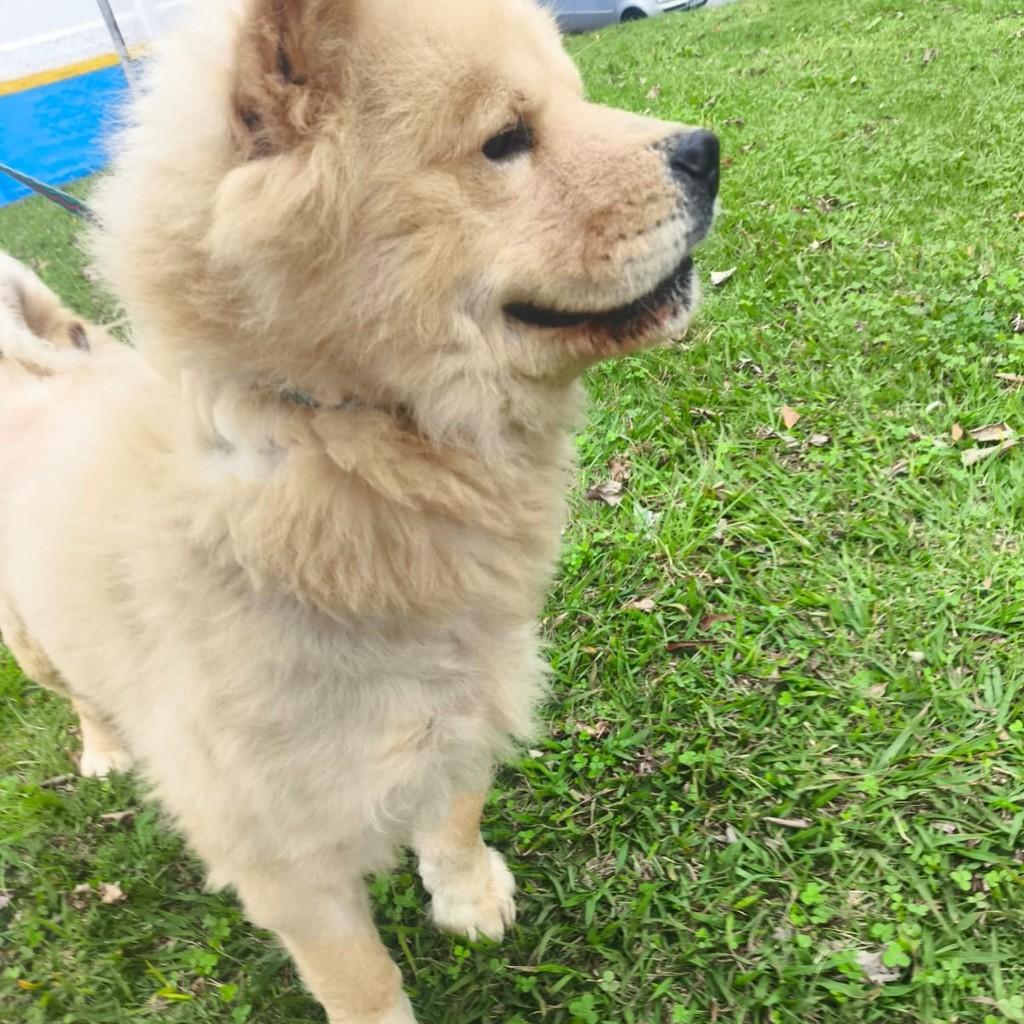 Banofee, cachorro de porte médio para adoção em Santo André - SP
