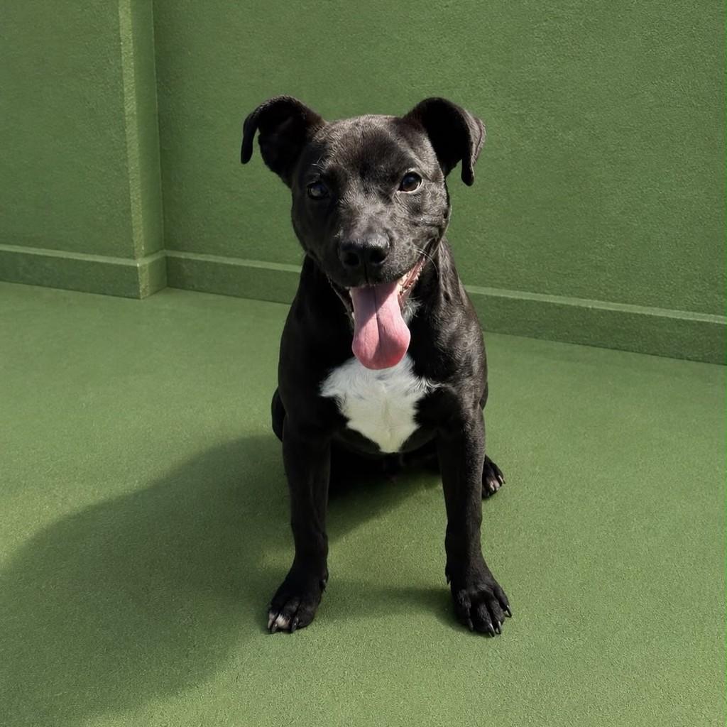 Zion, cachorro de porte médio para adoção em Santo André - SP