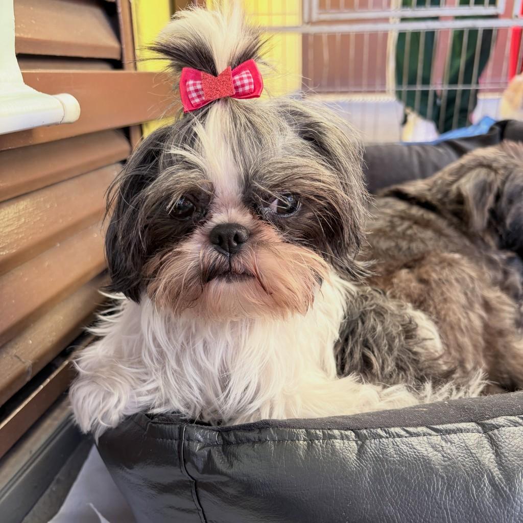 Pollyana, cadela de porte pequeno para adoção em Santo André - SP