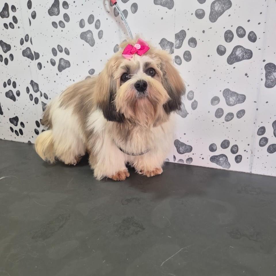 Tina, cadela de porte pequeno para adoção em Santo André - SP