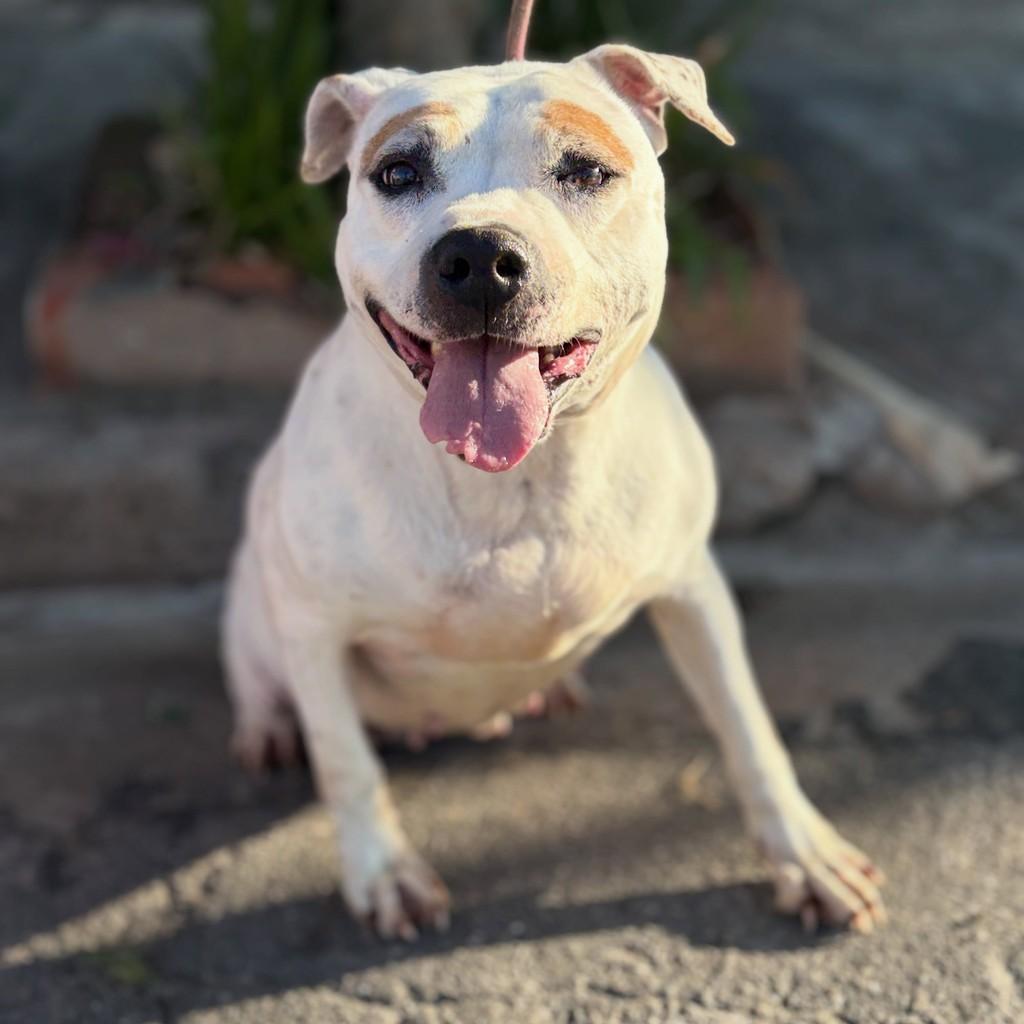 Branca, cadela de porte médio para adoção em Santo André - SP