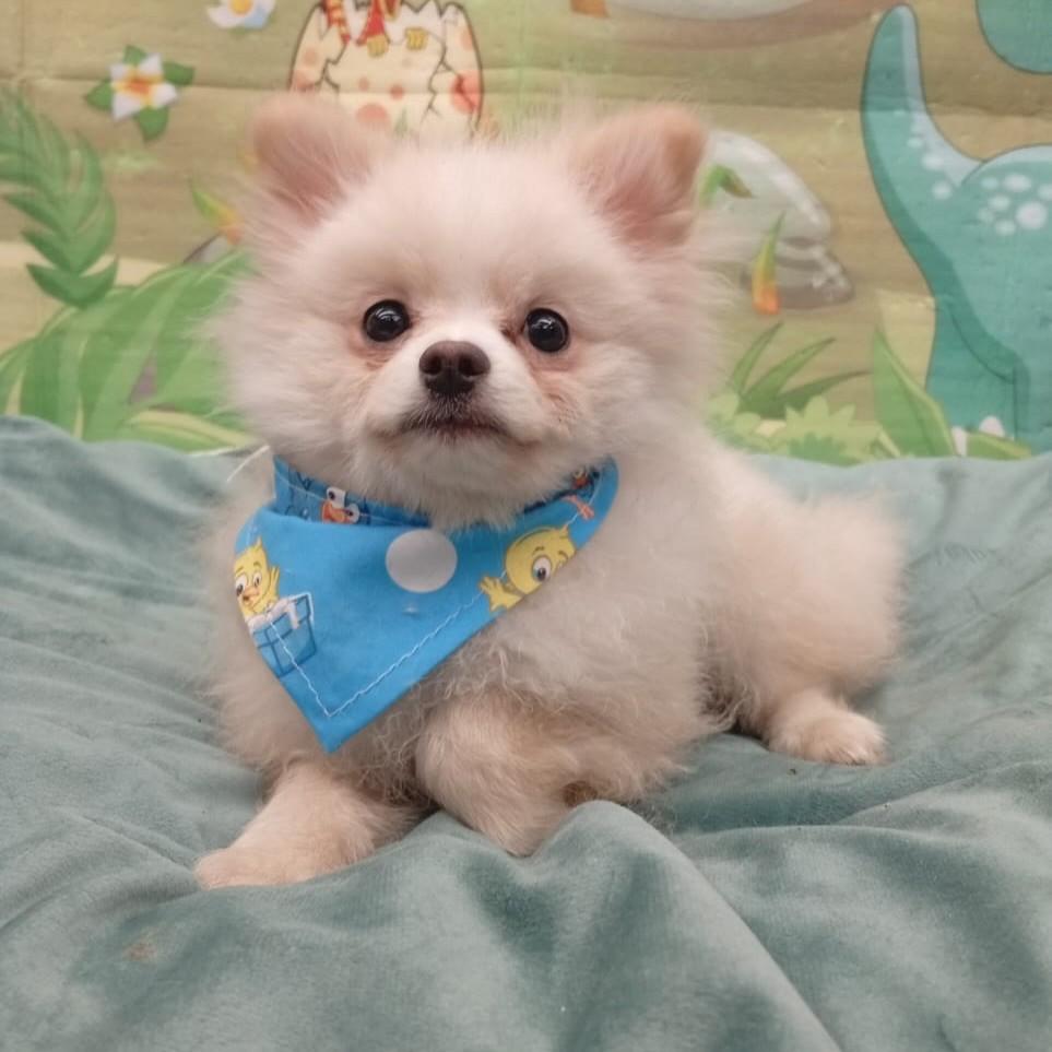 Polenguinho, cachorro de porte pequeno para adoção em Santo André - SP