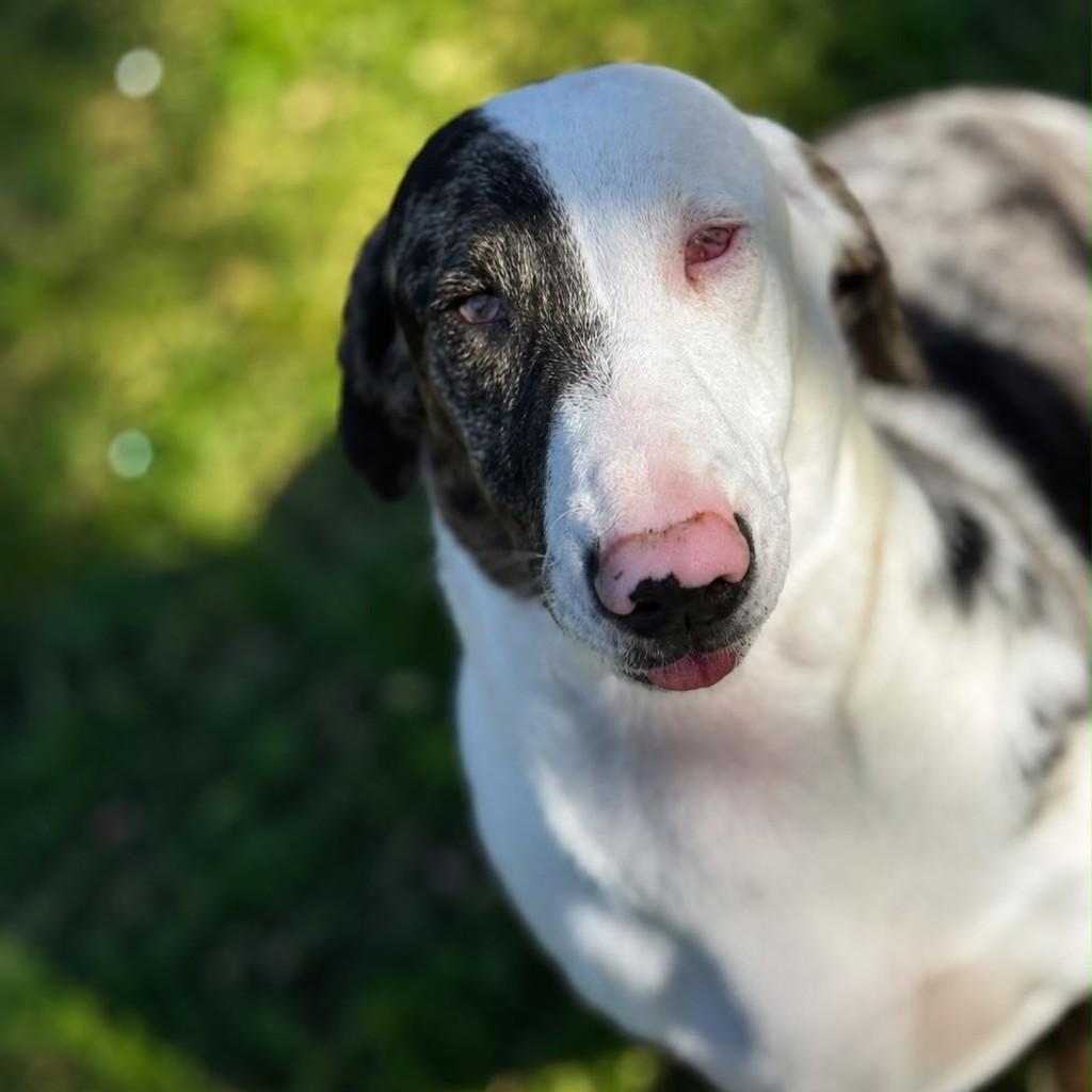 Ares, cachorro de porte pequeno para adoção em Santo André - SP