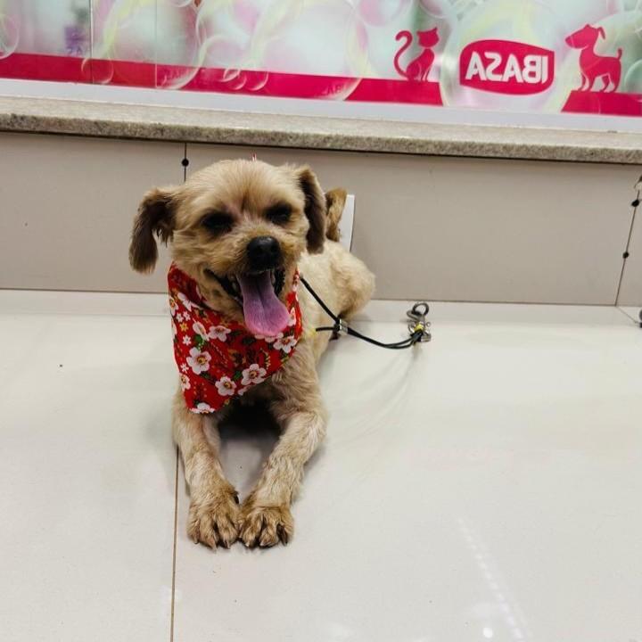 Jane, cadela de porte pequeno para adoção em Santo André - SP