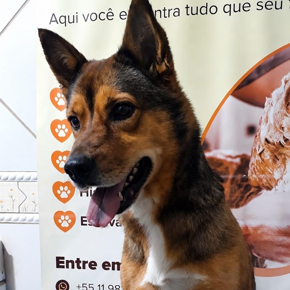 Luna, cadela de porte médio para adoção em Santo André - SP