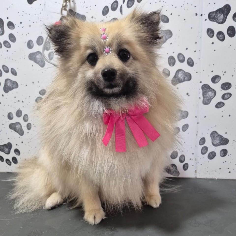 Jasmine, cadela de porte pequeno para adoção em Santo André - SP