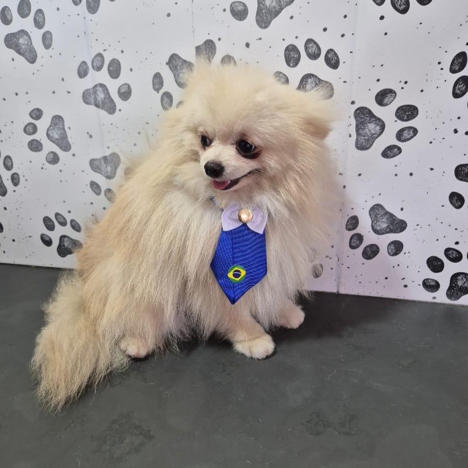 Snow, cachorro de porte pequeno para adoção em Santo André - SP