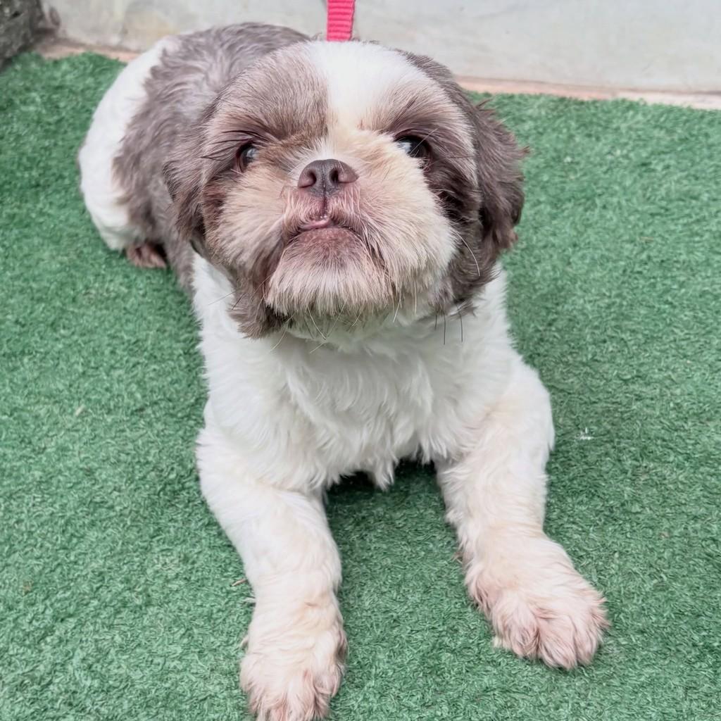 TUTy, cadela de porte pequeno para adoção em Santo André - SP