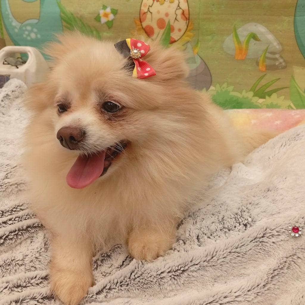 Melissa, cadela de porte pequeno para adoção em Santo André - SP