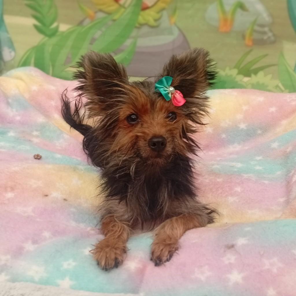 Ariel, cadela de porte pequeno para adoção em Santo André - SP