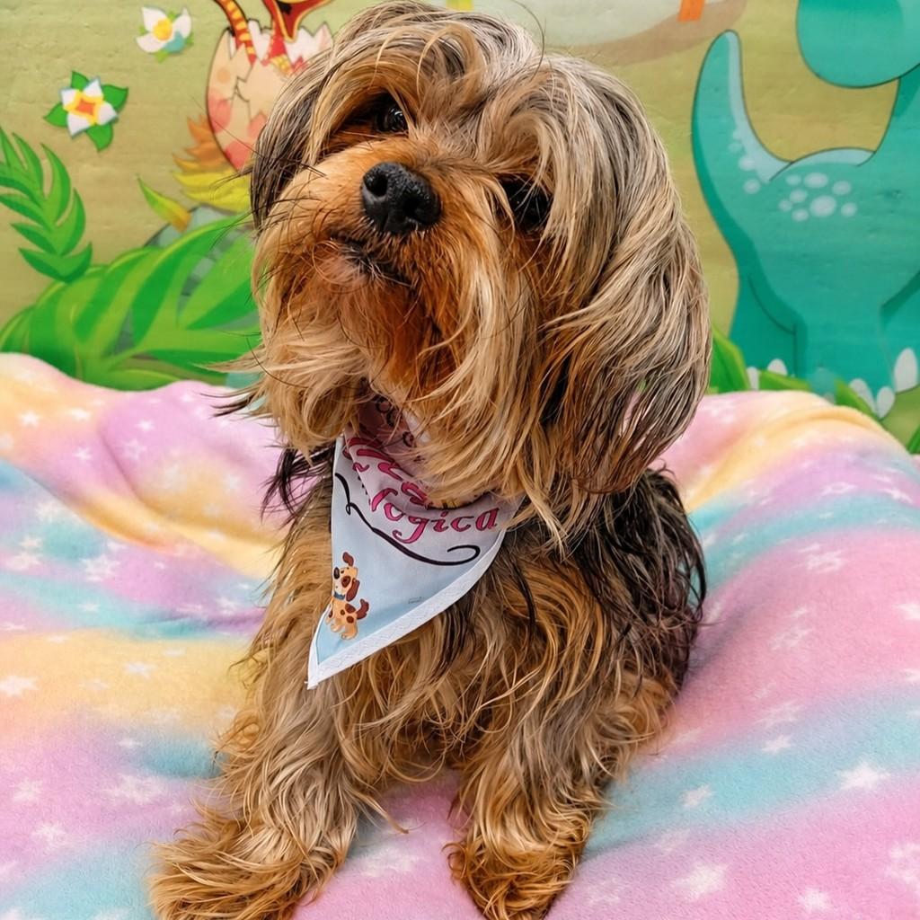 Patrick, cachorro de porte pequeno para adoção em Santo André - SP