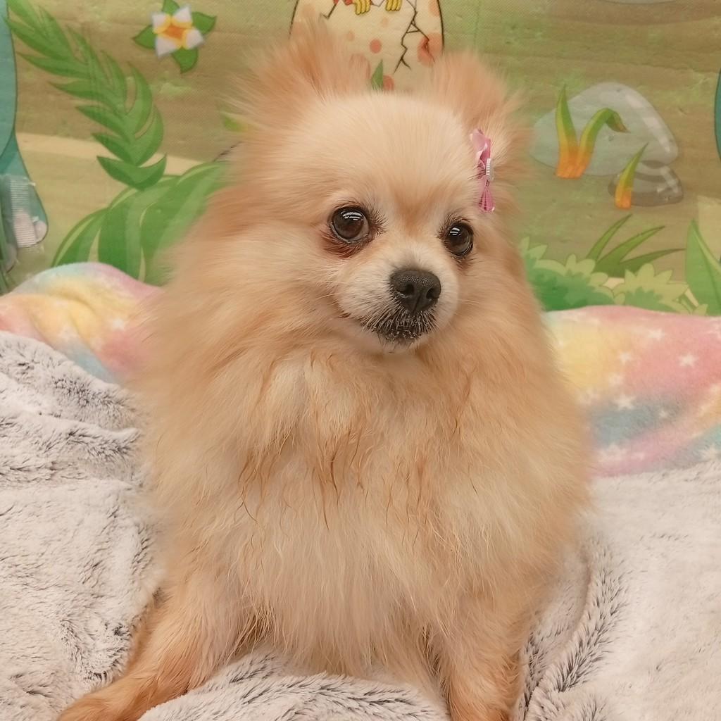 Abby, cadela de porte pequeno para adoção em Santo André - SP