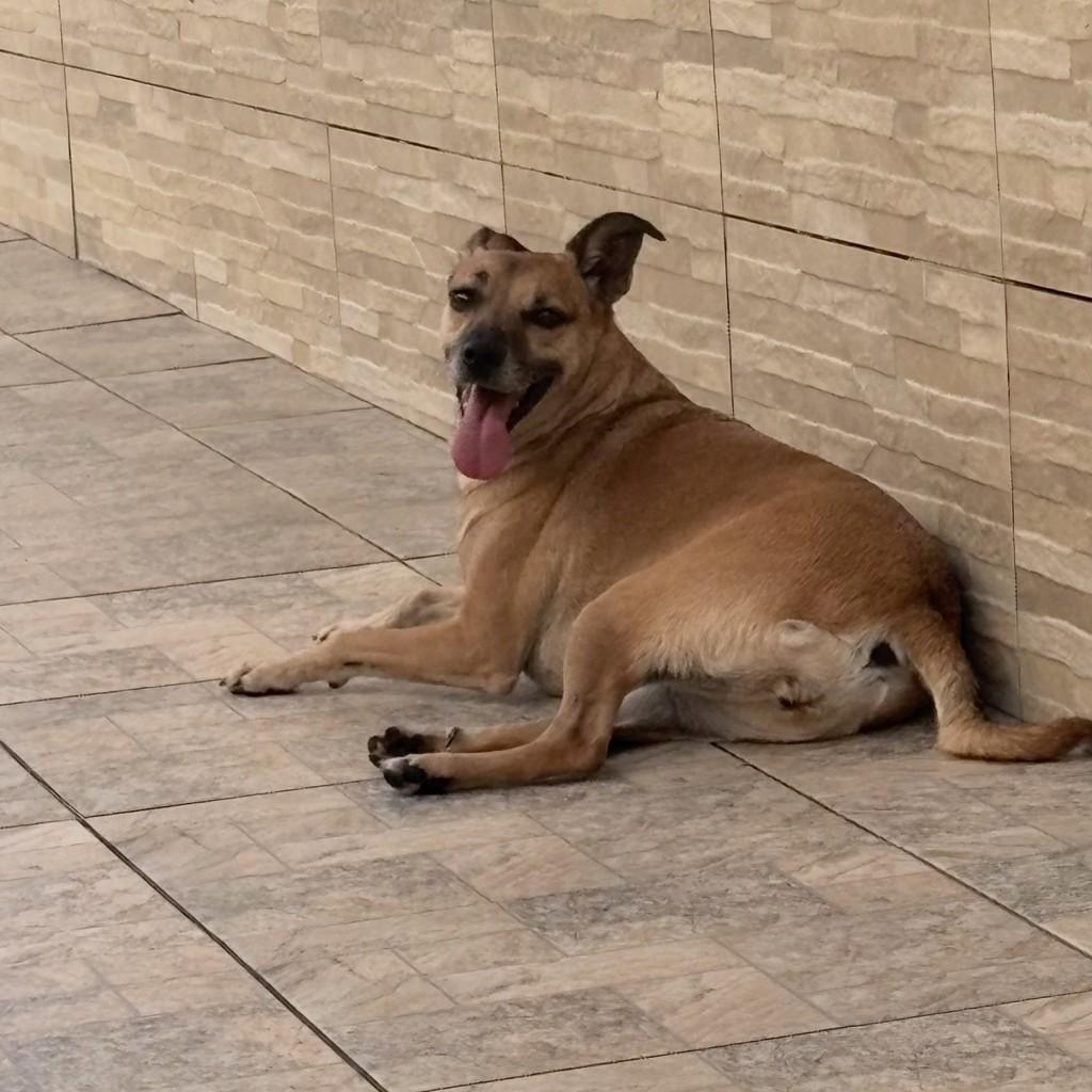 Elza, cadela de porte médio para adoção em Santo André - SP