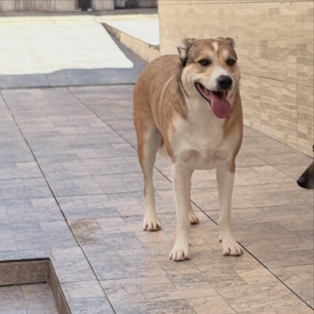 Pedro, cachorro de porte médio para adoção em Santo André - SP