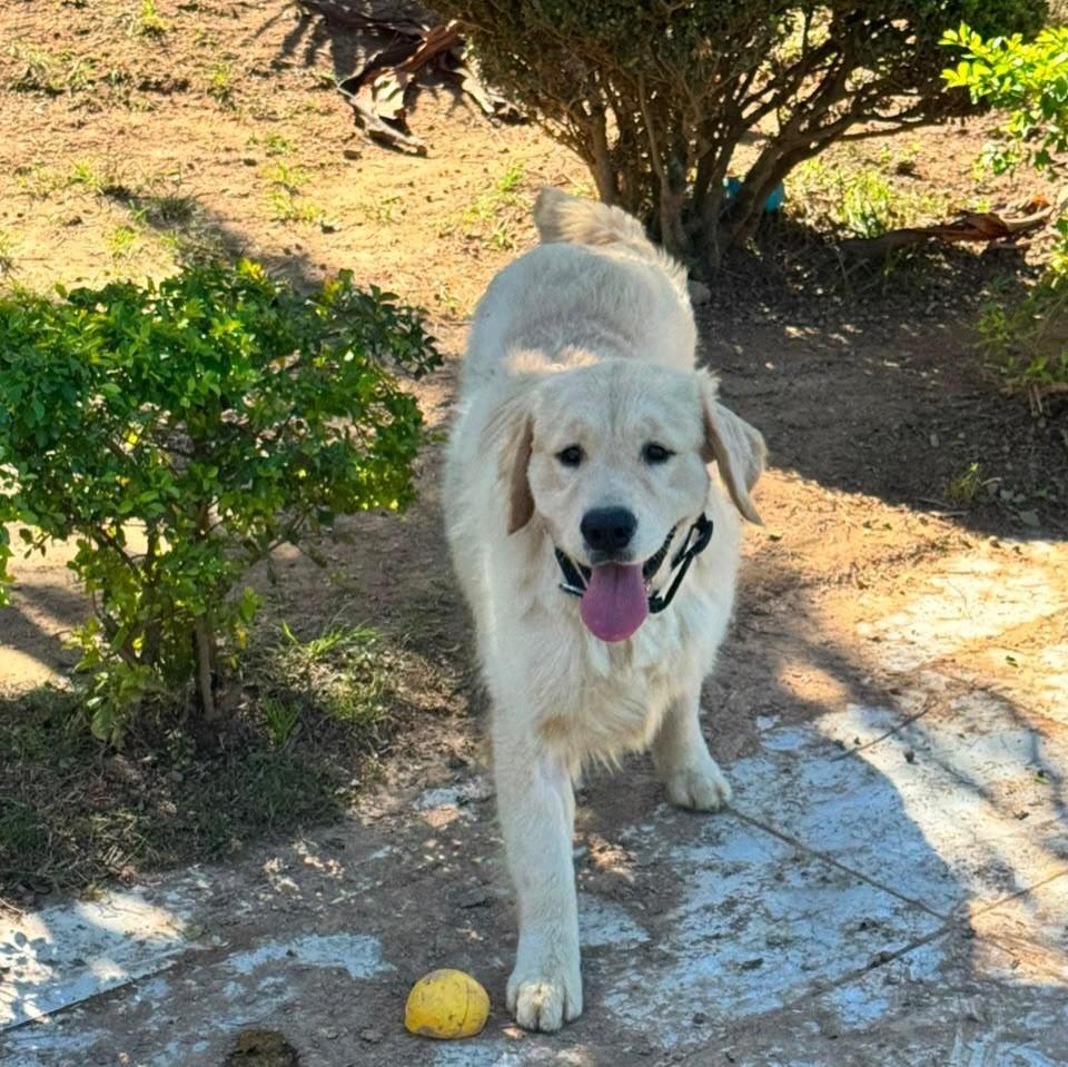 Connor, cachorro de porte grande para adoção em Santo André - SP