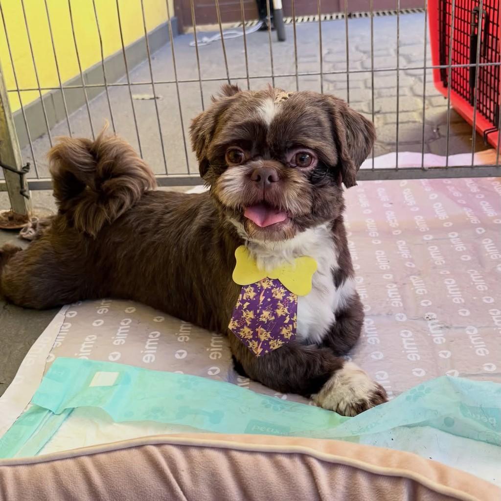 Theo, cachorro de porte pequeno para adoção em Santo André - SP