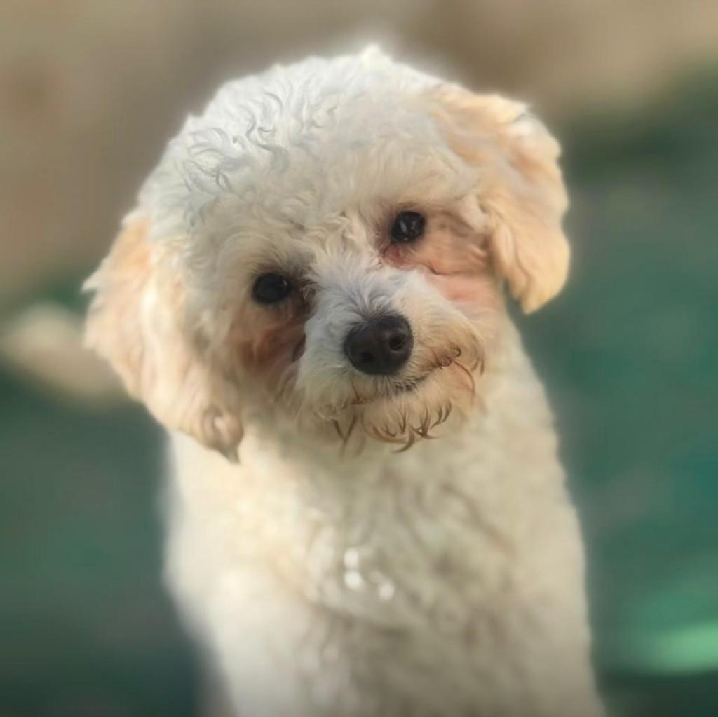 Pompom, cachorro de porte pequeno para adoção em Santo André - SP