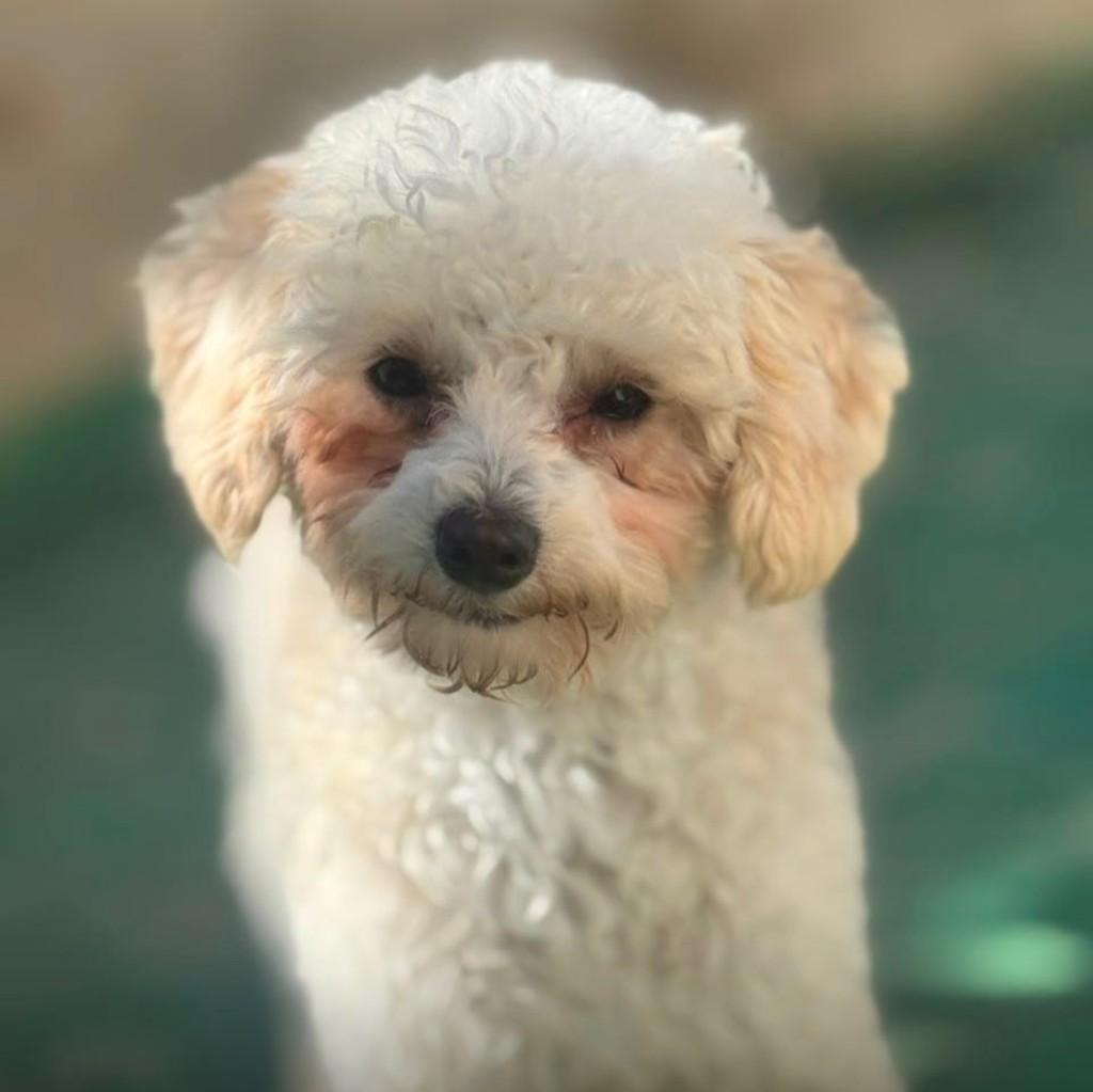Pompom, cachorro de porte pequeno para adoção em Santo André - SP — foto 2 de 4