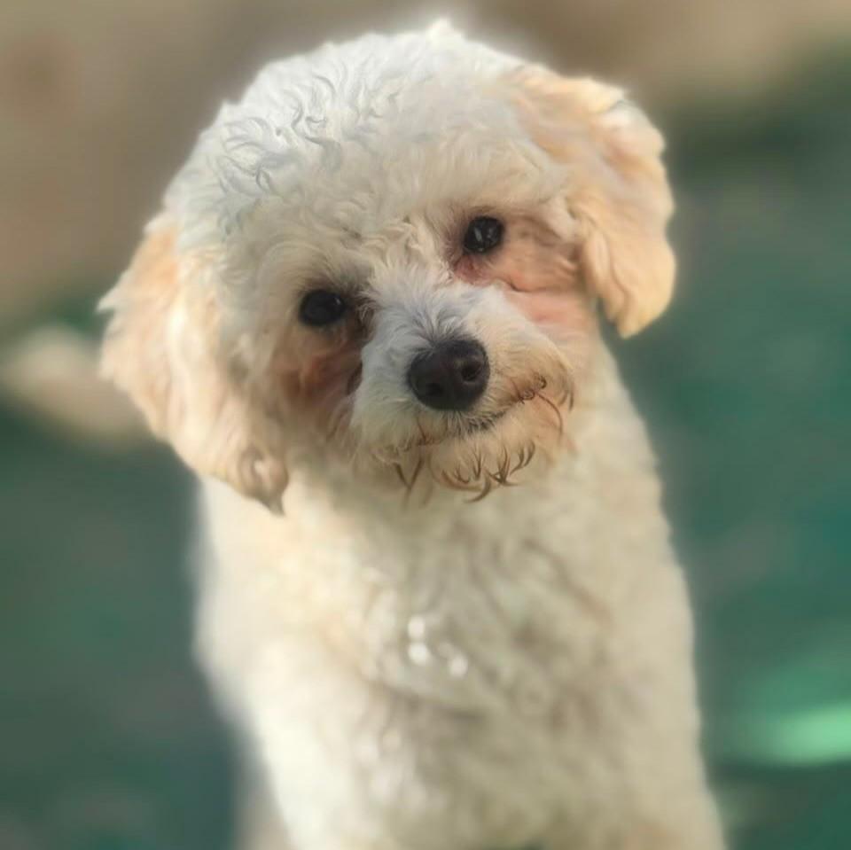 Pompom, cachorro de porte pequeno para adoção em Santo André - SP — foto 3 de 4