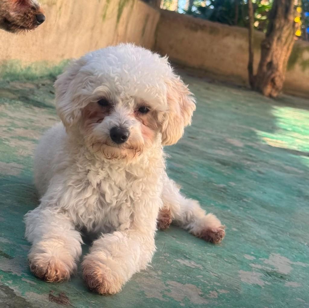 Pompom, cachorro de porte pequeno para adoção em Santo André - SP — foto 4 de 4