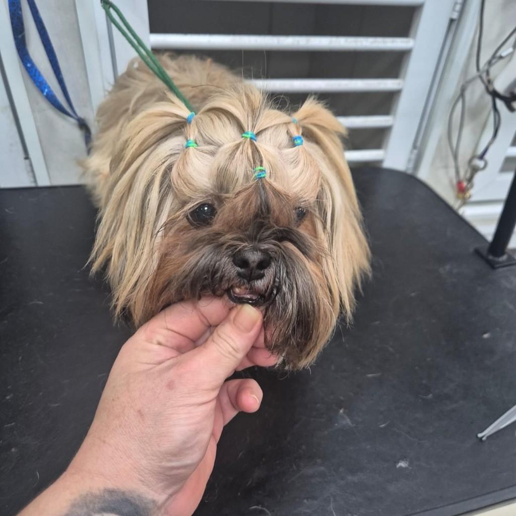 Mila, cadela de porte médio para adoção em Santo André - SP
