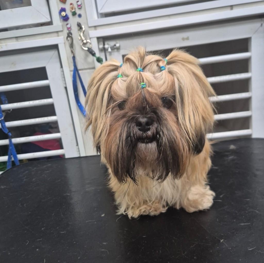 Mila, cadela de porte médio para adoção em Santo André - SP — foto 2 de 4