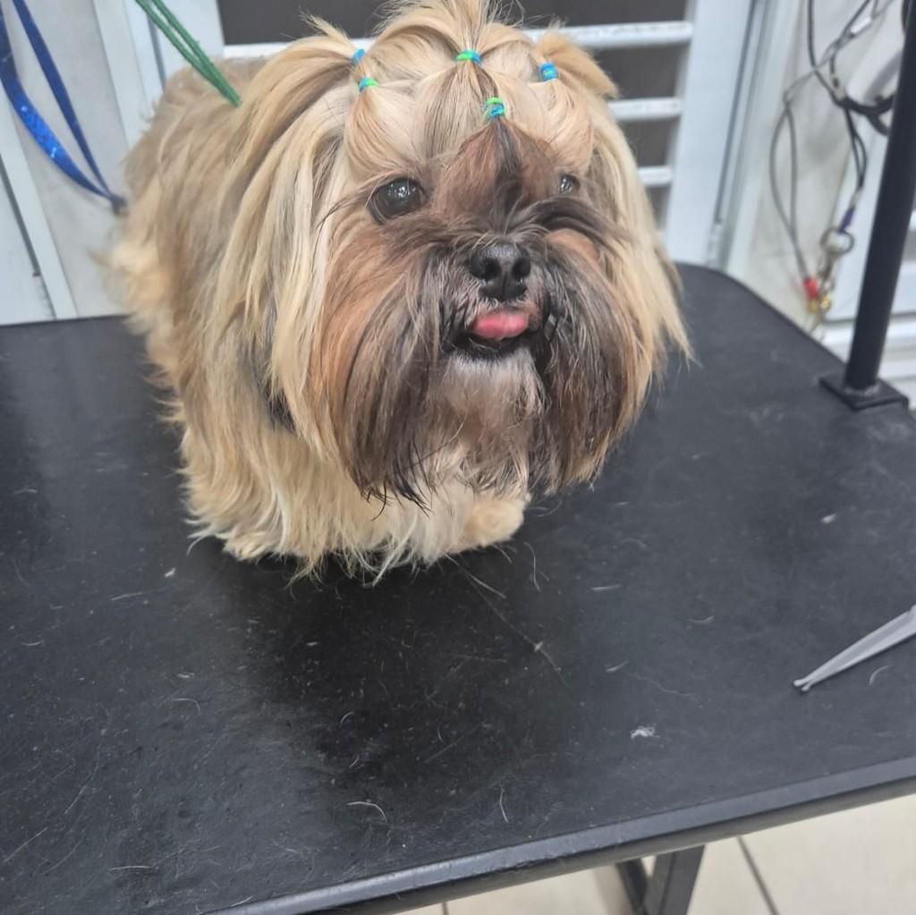 Mila, cadela de porte médio para adoção em Santo André - SP — foto 3 de 4