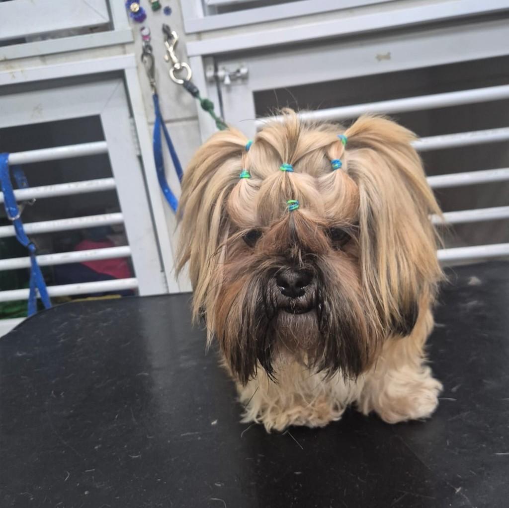 Mila, cadela de porte médio para adoção em Santo André - SP — foto 4 de 4