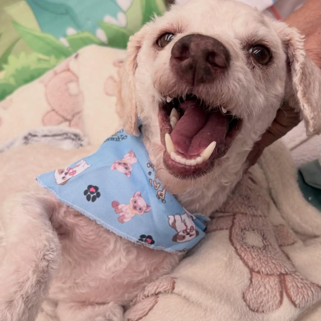 Pipo, cachorro de porte pequeno para adoção em Santo André - SP