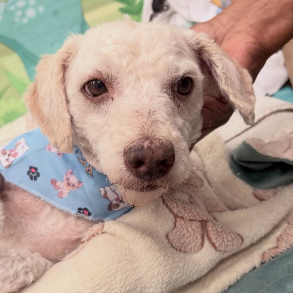 Pipo, cachorro de porte pequeno para adoção em Santo André - SP — foto 2 de 9