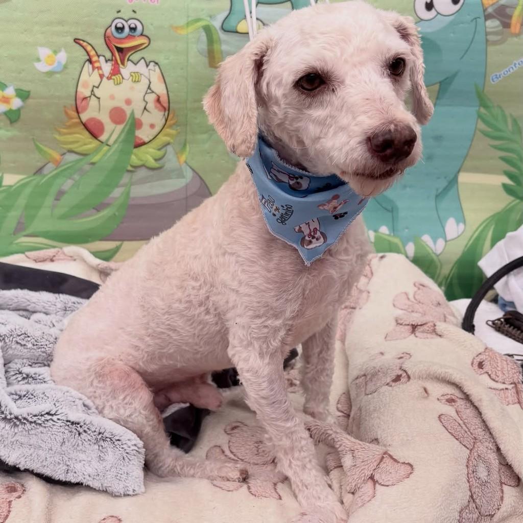 Pipo, cachorro de porte pequeno para adoção em Santo André - SP — foto 3 de 9