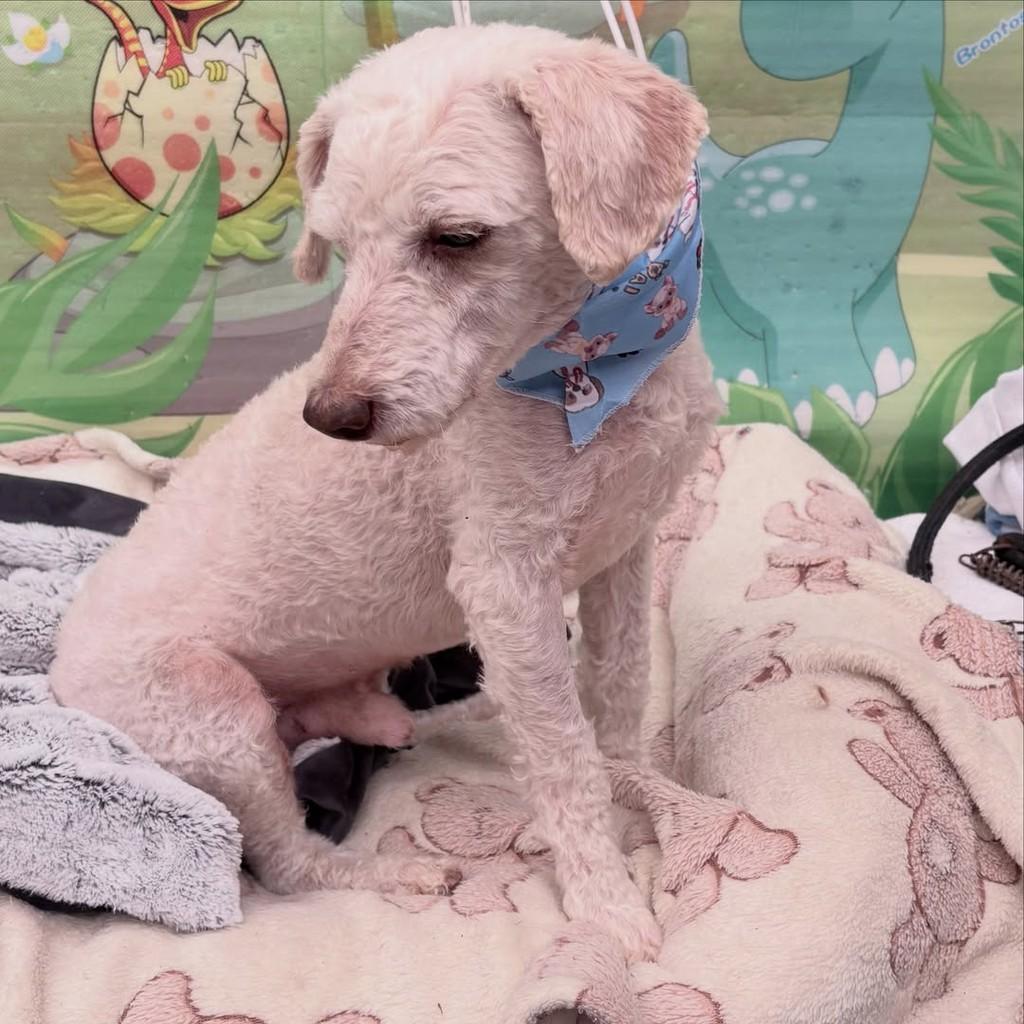 Pipo, cachorro de porte pequeno para adoção em Santo André - SP — foto 4 de 9