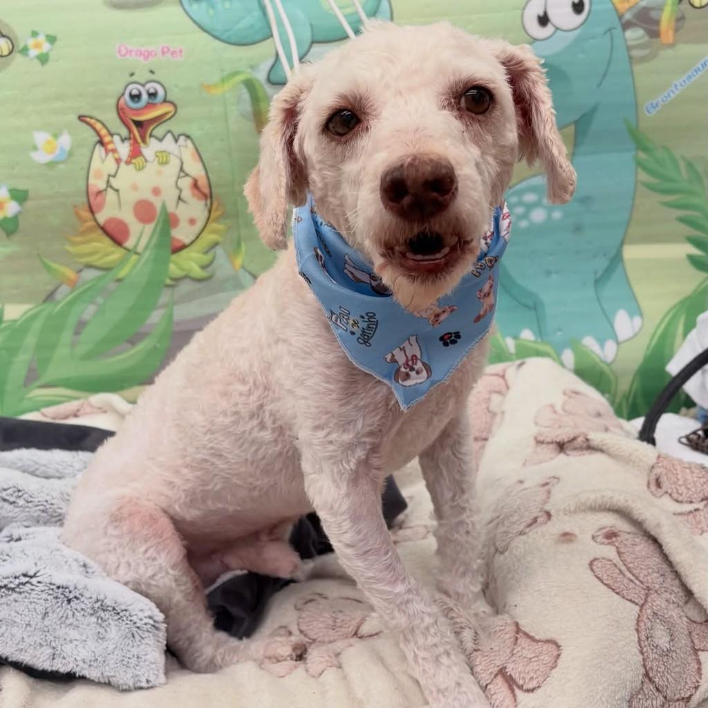 Pipo, cachorro de porte pequeno para adoção em Santo André - SP — foto 5 de 9