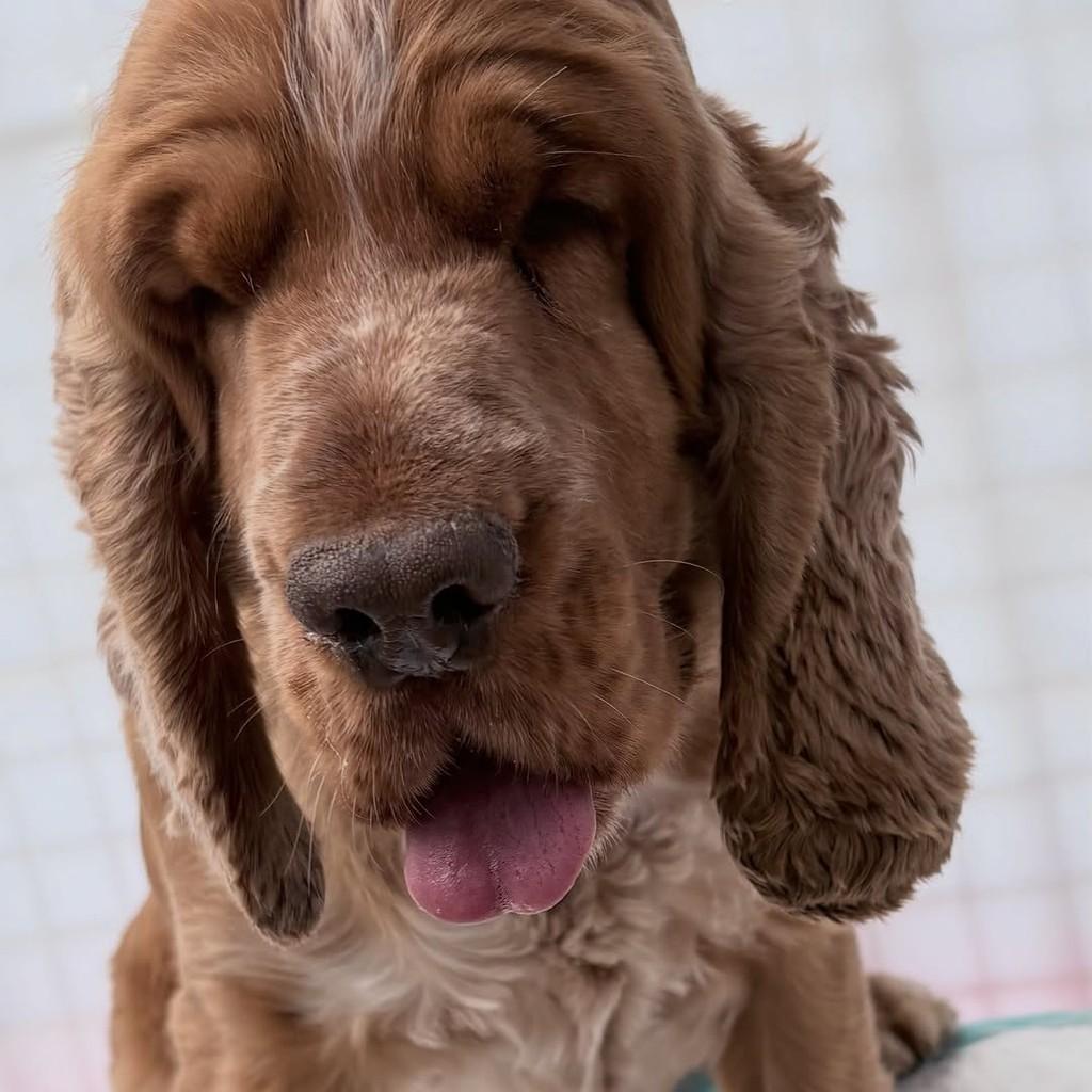 Malte, cachorro de porte médio para adoção em Santo André - SP