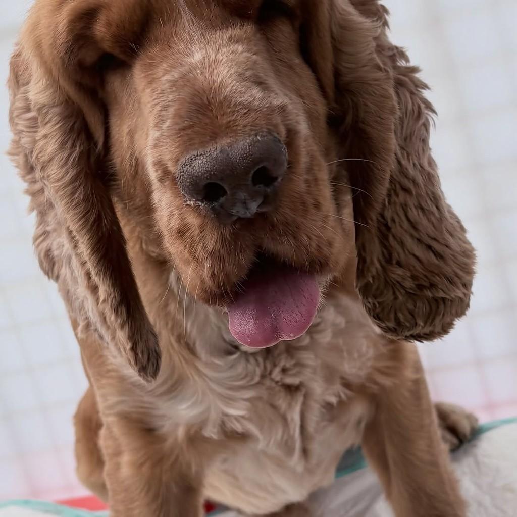 Malte, cachorro de porte médio para adoção em Santo André - SP — foto 2 de 8