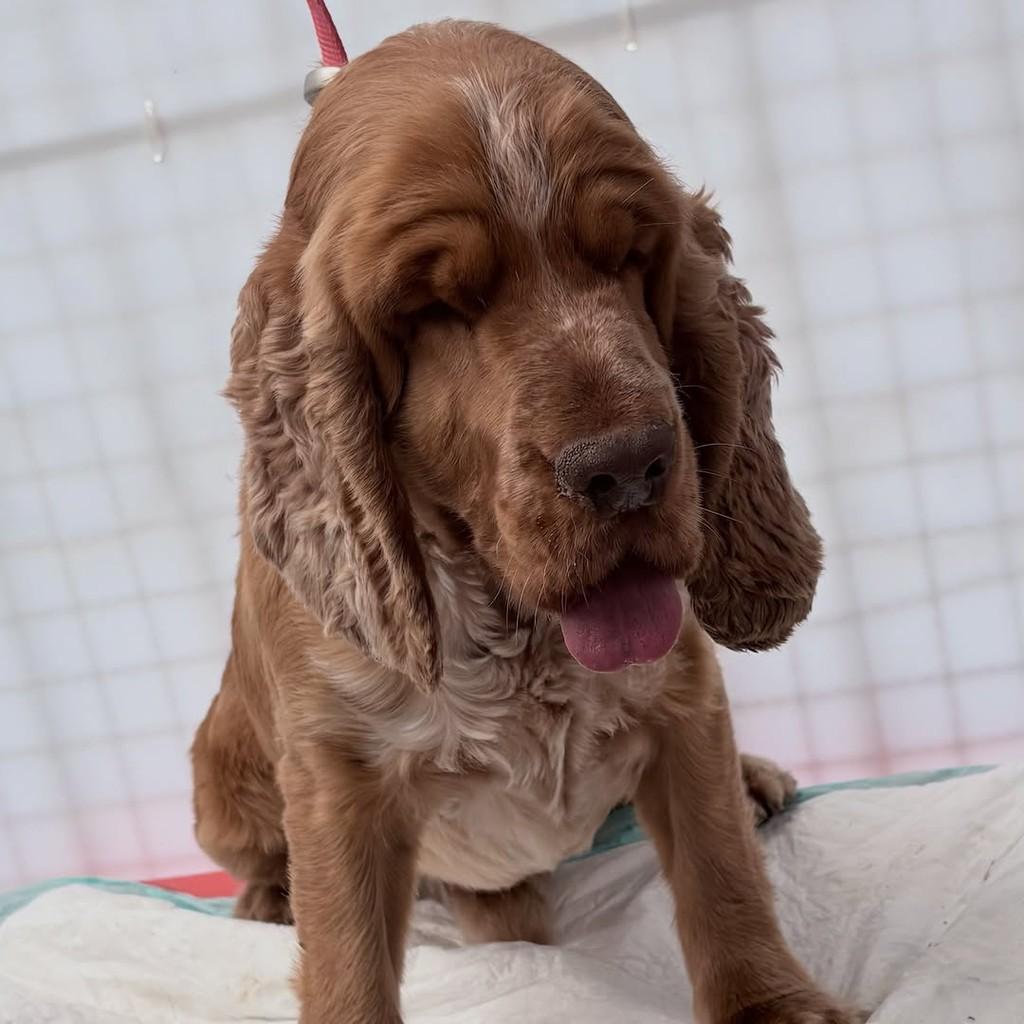 Malte, cachorro de porte médio para adoção em Santo André - SP — foto 3 de 8