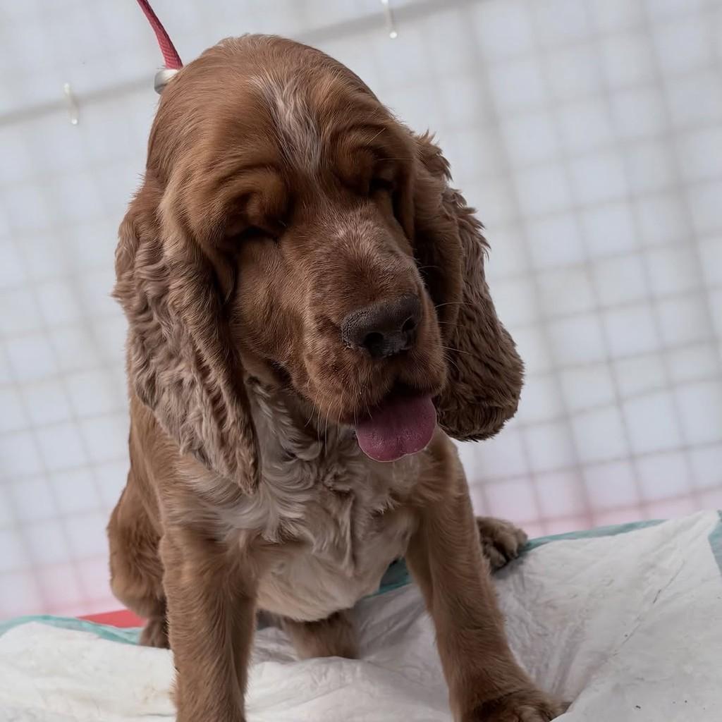 Malte, cachorro de porte médio para adoção em Santo André - SP — foto 4 de 8