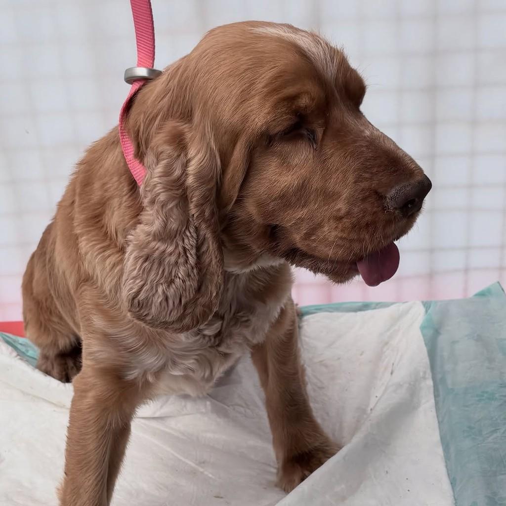 Malte, cachorro de porte médio para adoção em Santo André - SP — foto 5 de 8