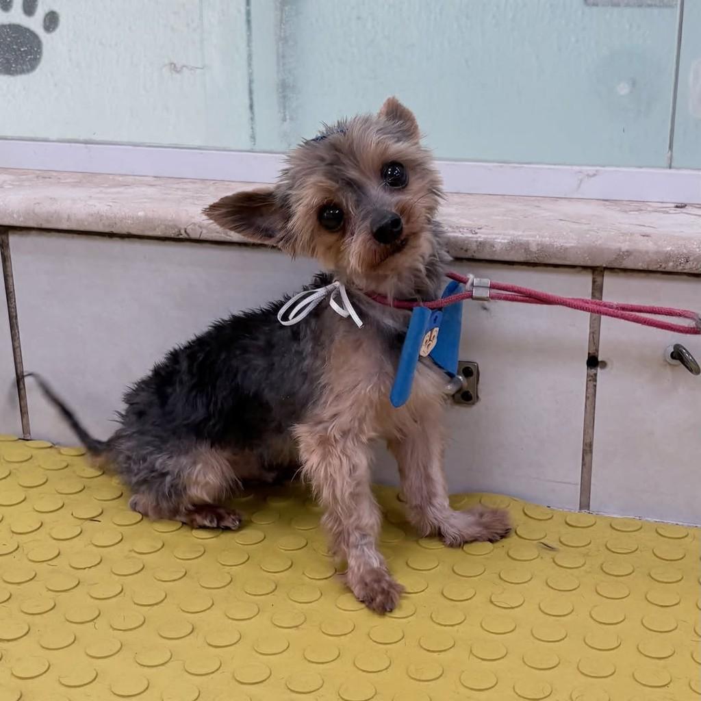 Mouse, cachorro de porte pequeno para adoção em Santo André - SP
