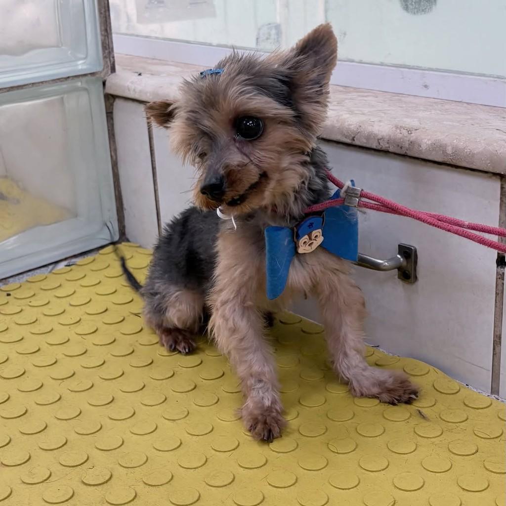 Mouse, cachorro de porte pequeno para adoção em Santo André - SP — foto 2 de 10