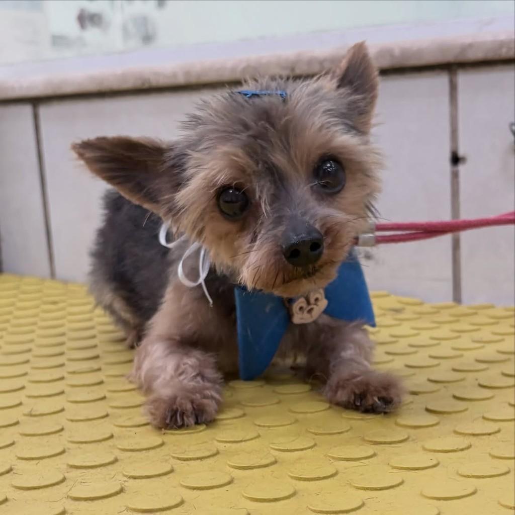 Mouse, cachorro de porte pequeno para adoção em Santo André - SP — foto 3 de 10