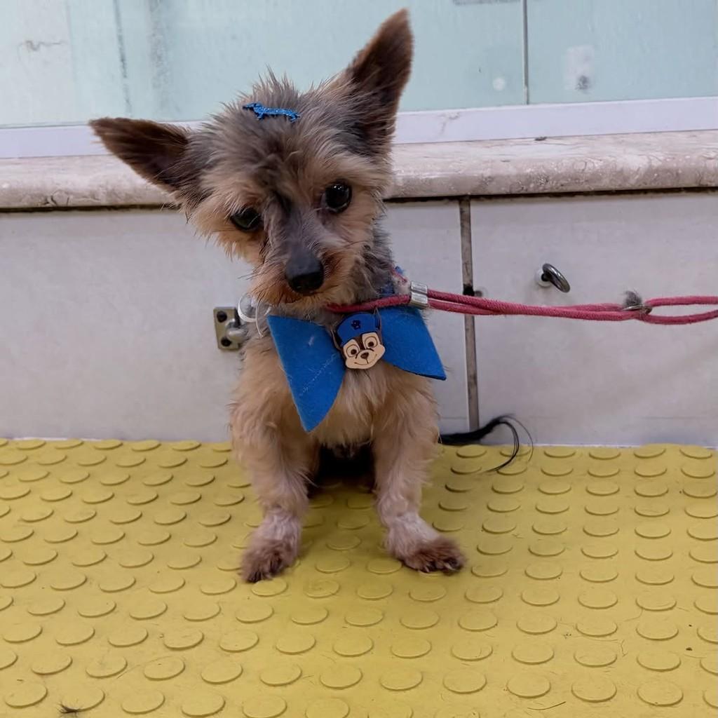 Mouse, cachorro de porte pequeno para adoção em Santo André - SP — foto 4 de 10