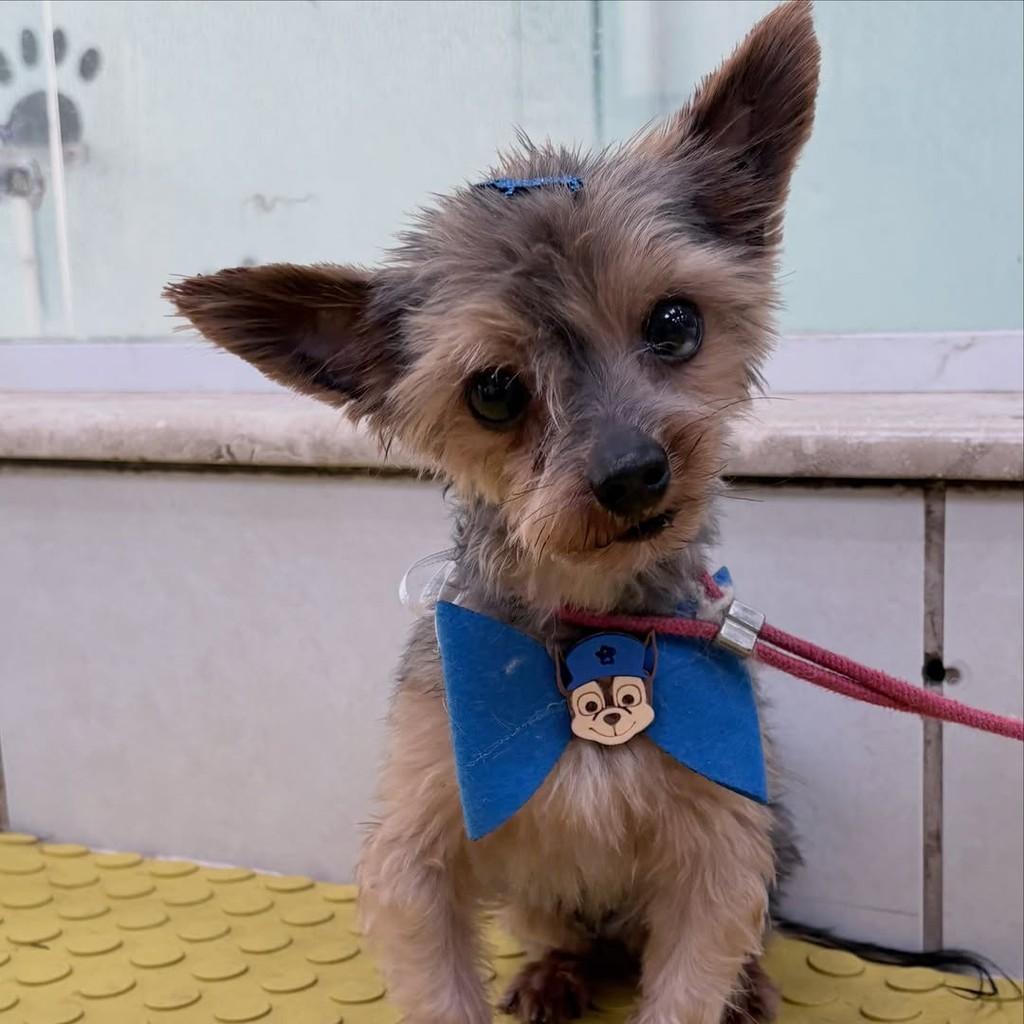 Mouse, cachorro de porte pequeno para adoção em Santo André - SP — foto 5 de 10