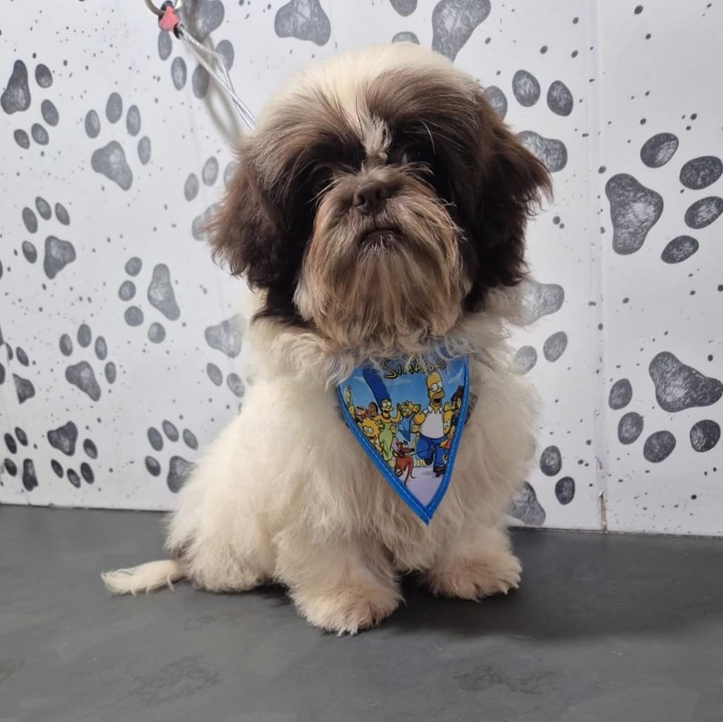 Caio, cachorro de porte pequeno para adoção em São Paulo - SP