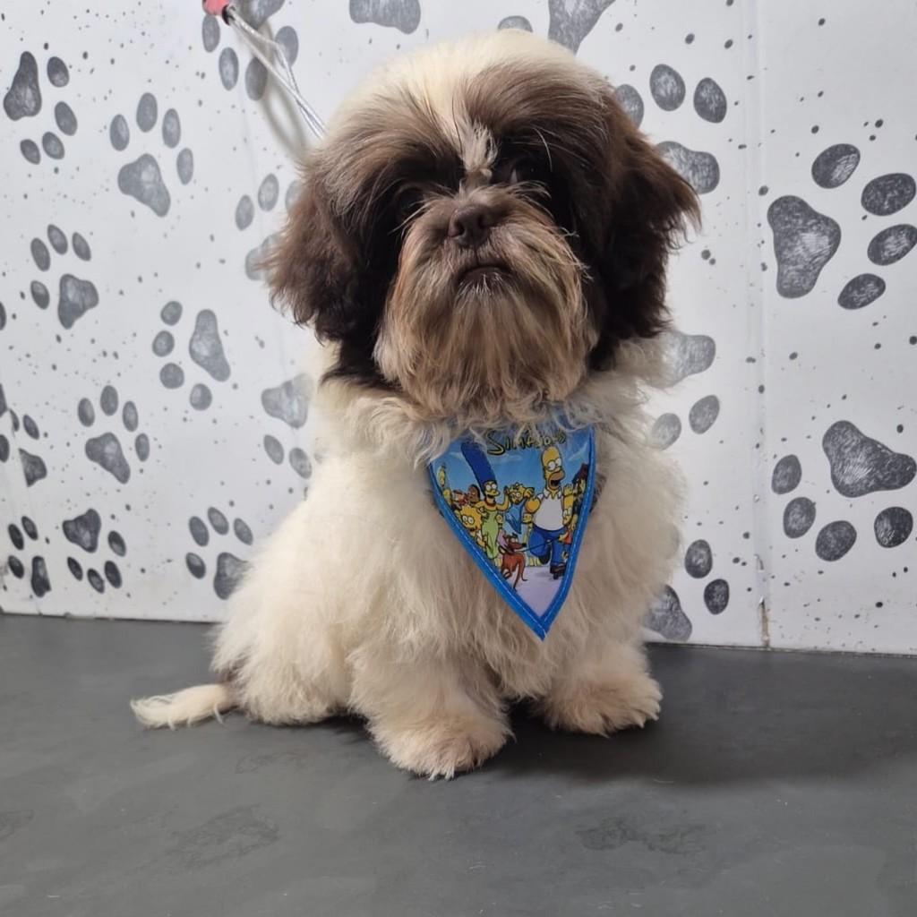 Caio, cachorro de porte pequeno para adoção em São Paulo - SP — foto 2 de 2