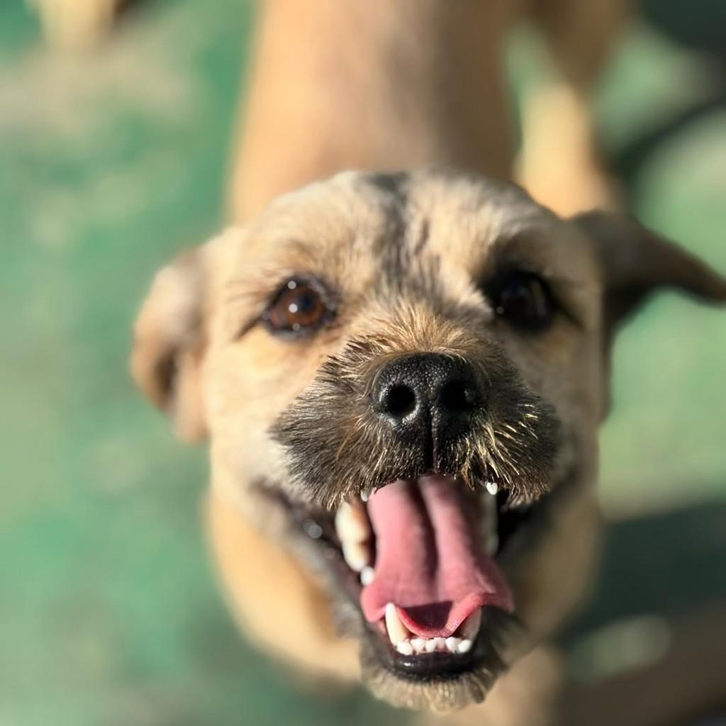 Nolan, cachorro de porte pequeno para adoção em Santo André - SP